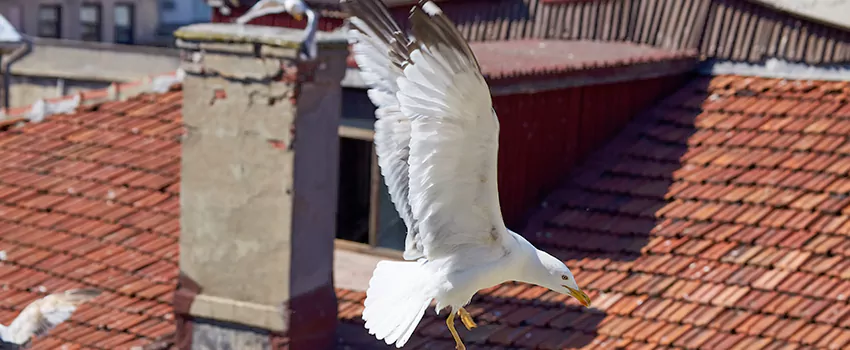 Residential Chimney Animal Removal Solution in Huntersville, NC