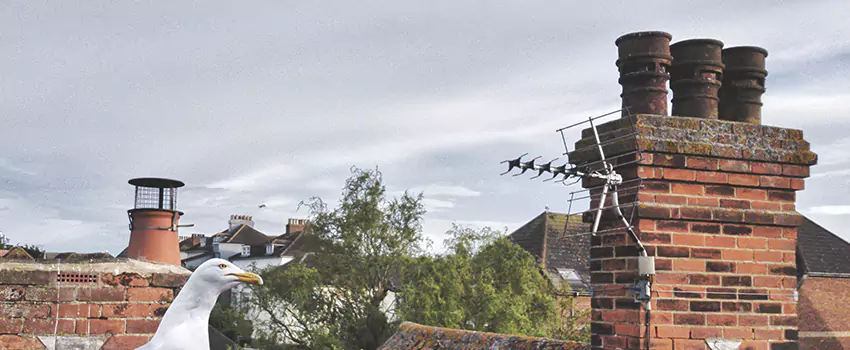 Chimney Cleaning And Restoration in Huntersville, North Carolina